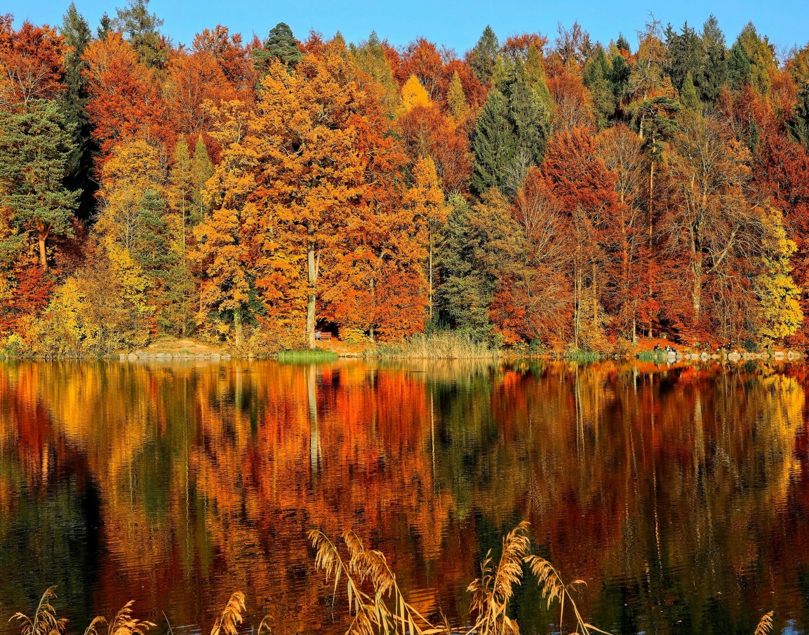 lake sorrounded by trees